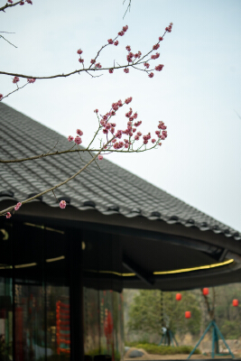 实景图